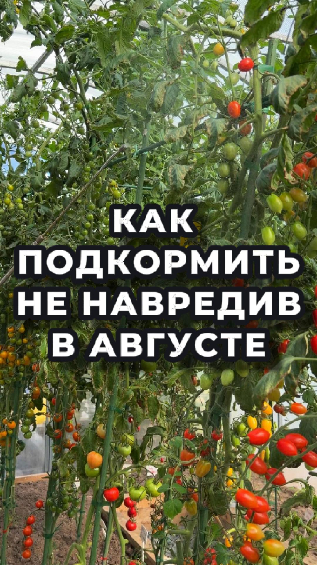 🌿 Август — растениям нужна помощь!