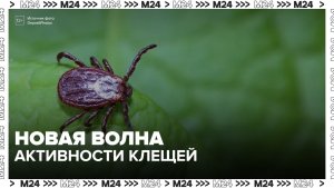 Россиян предупредили о приближении нового пика активности клещей - Москва 24