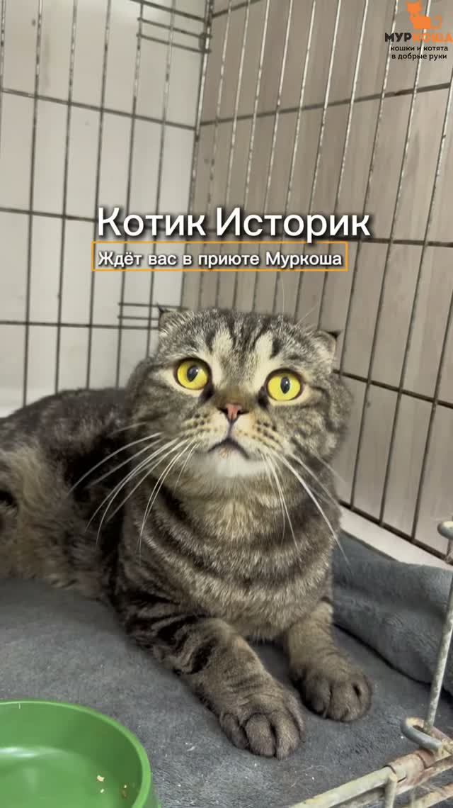 Историк ждёт вас в приюте #Муркоша