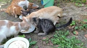 Котики и собачки 18 августа🐕🐈⬛🐈🐈🐈