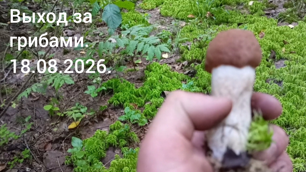 Выход за грибами 18.08.2026.