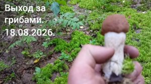 Выход за грибами 18.08.2026.
