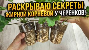 Секрет жирной корневой черенков герани!