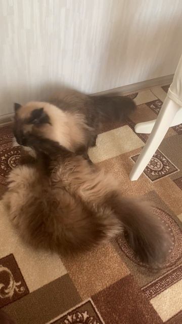 Хоть мы и девочки, но подраться любим😉