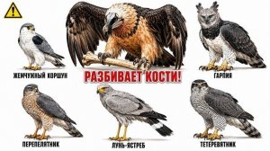 От самой безобидной птицы до самой опасной на планете