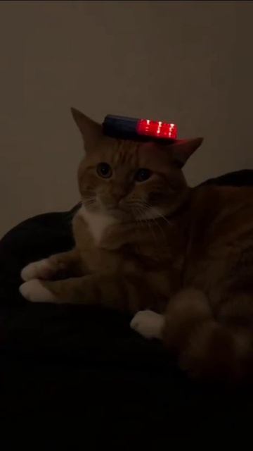 Котокоп)))