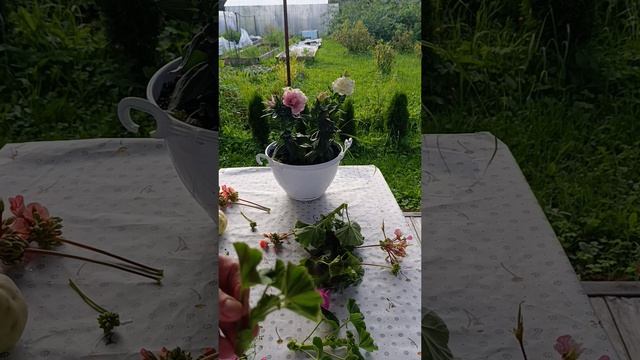 Осеннее черенкование