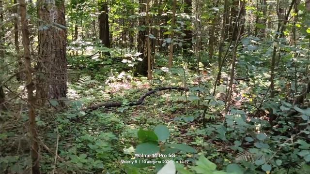 Прогулка #50 🌳🌲☀️🌳🌲 10.08.2026