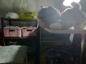 гуляю с Чакером