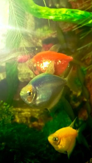 аквариумные рыбки