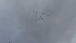 Безкружные голуби. 18 августа.