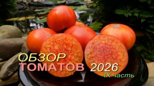 🍅Обзор коллекционных сортов ТОМАТОВ сезона 2026 🍅 IX часть