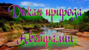 Дикая природа Австралии