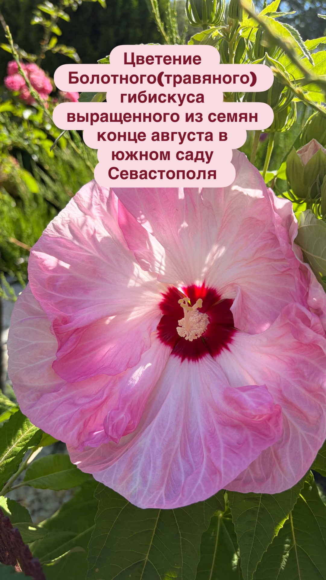 Цветение Болотного(травяного) гибискуса выращенного из семян конце августа в южном саду Севастополя
