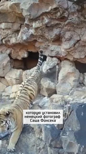 Амурский тигр легко утащил фотоловушку