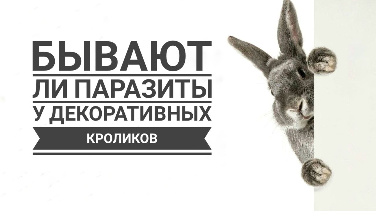 Паразиты у декоративных кроликов