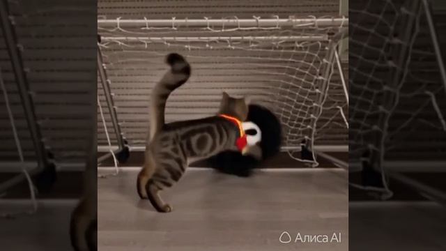 Котик Кукурелья в прайме
