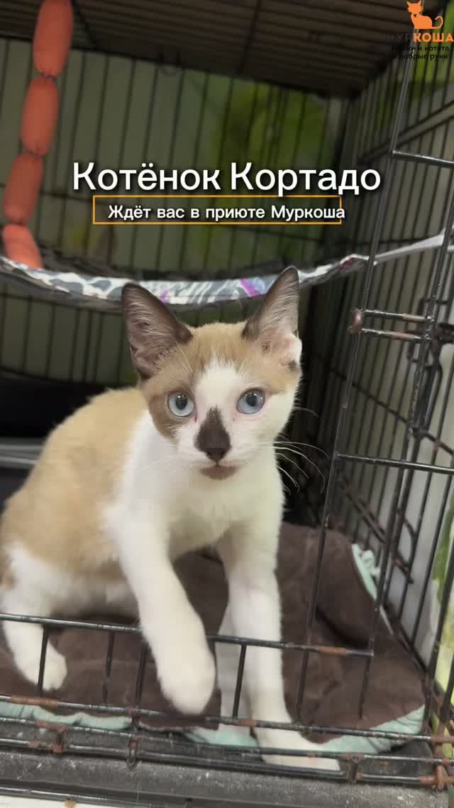 Кортадо ждёт вас в приюте #Муркоша