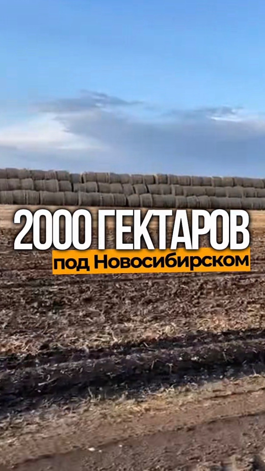 В поле обычно вырастает рожь. Мы привыкли, что из неё пекут хлеб.
