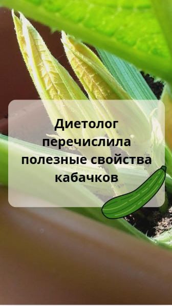 Диетолог перечислила полезные свойства кабачков
