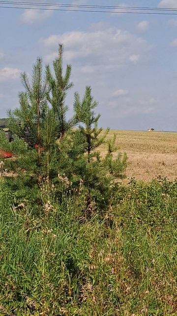 НАЧАЛАСЬ УБОРОЧНАЯ.