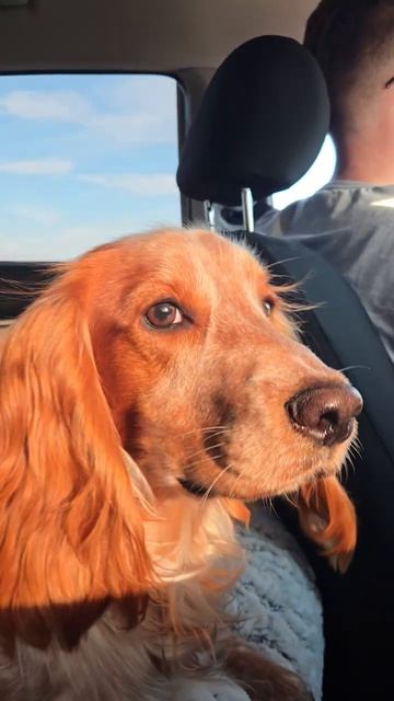 А у нас собака служебная 🐕🦺