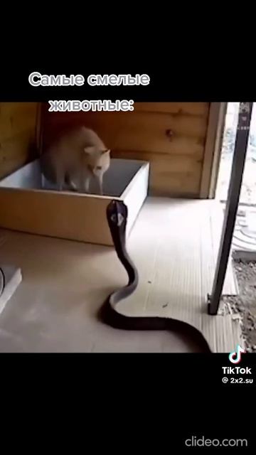 Бесстрашные котики