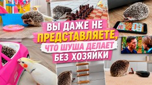 Тайная жизнь ёжика Шуши 🦔
