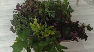 Накупила красоты за копейки.Гейхеры,хоста,можжевельник и роджерсии