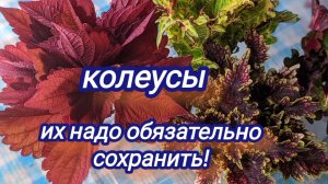 Продолжаю черенковать. На очереди колеусы.