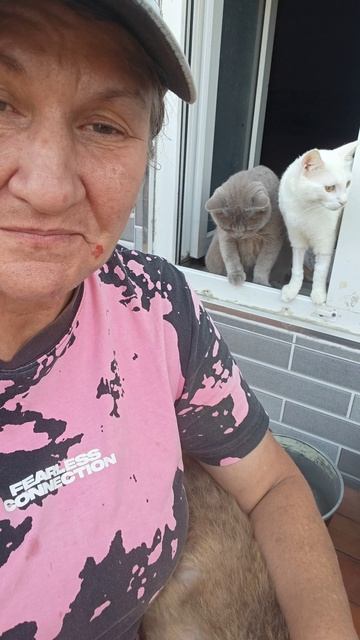 Наш постриженный Ежик и кошки на окне