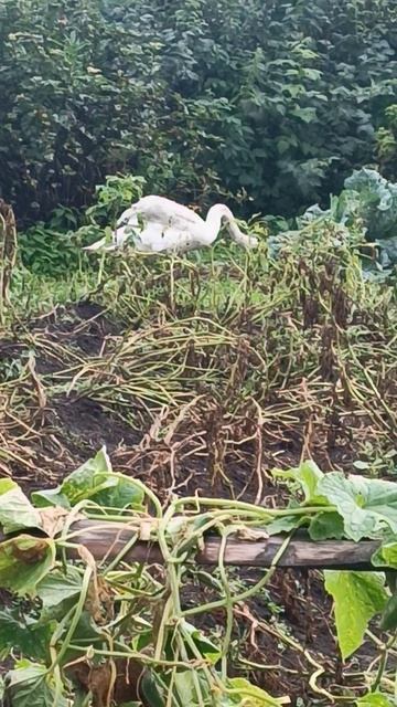 На прогулке! 🦢❤❤❤
