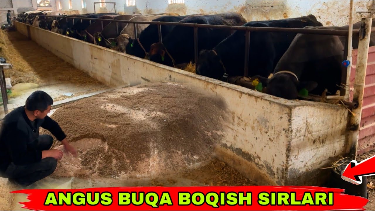 ANGUS BUQA BOQISH SIRLARI👍👍👍15 октября 2025 г.