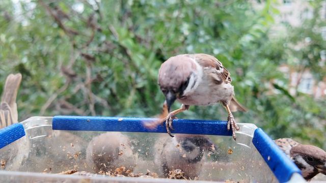Зофобас - лучший друг воробья