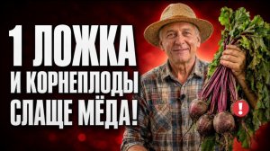 СРОЧНО ДАЙТЕ ЭТО В АВГУСТЕ МОРКОВИ И СВЁКЛЕ - будут крупные, сладкие и дольше храниться.