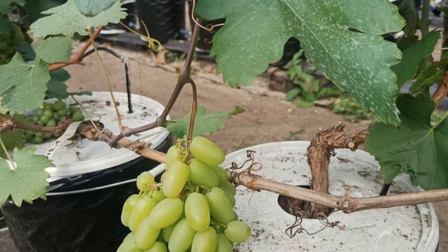 5. Изюминка - виноград годный для выращивания на дачной гидропонике