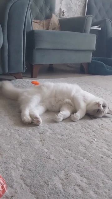Котята рэгдолл