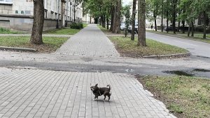 А мы прогулялись по Гатчине 😊🐶.