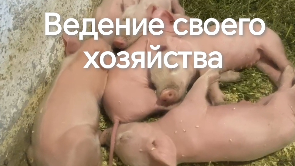 Ведение своего хозяйства. Проблемы с опоросом. Откормыши и ремонтные свинки