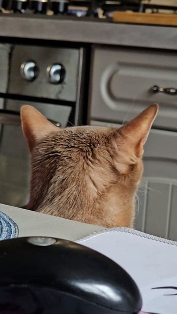 Будни кота #мойпитомец