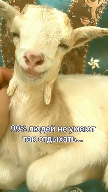 Козочка с фермы «Козье Рябство» ловит дзен на утреннем августовском солнце☀️🐐 #козьерябство