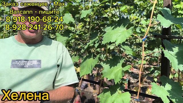 Обзор ранних сортов винограда. Часть 4.