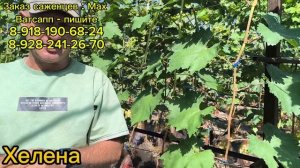 Обзор ранних сортов винограда. Часть 4.