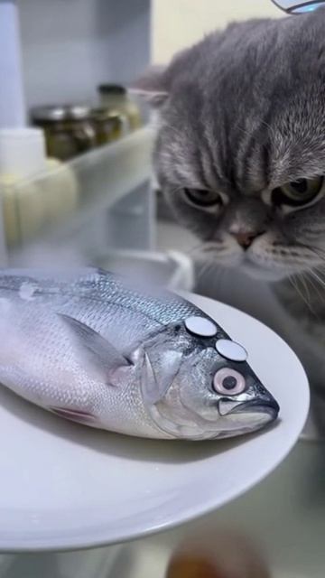 Серьёзный кот
