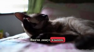 Коты в Питере