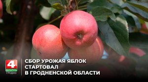 Сбор урожая яблок стартовал в Гродненской области