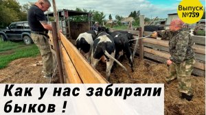 Быков забрали утром, когда мы даже не ждали| Как все случилось. Будни в Омской деревне.