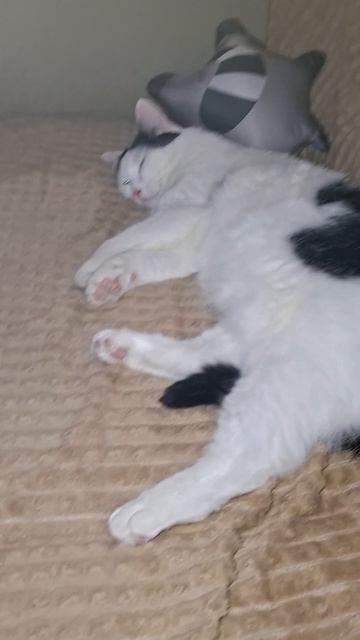 Насмешил меня ночью. Артист😂😇😻