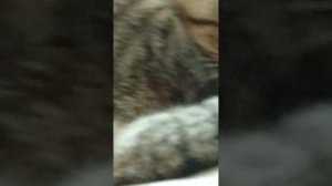 с Шустриком у кота Степана и у кошки Клопы пдб