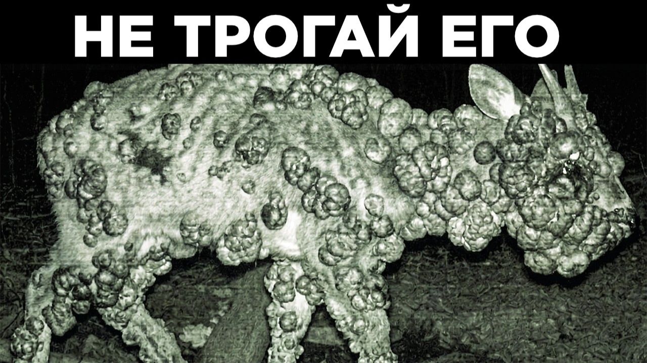 [WTFакт] - Необычные Кадры С Фотоловушек
